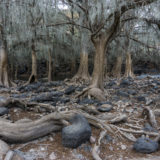 Doña nena – nombre de dios